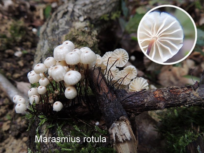 Marasmius rotula-amf1281.jpg - Marasmius rotula ; Syn: Androsaceus rotula ; Nom français: Marasme petite roue